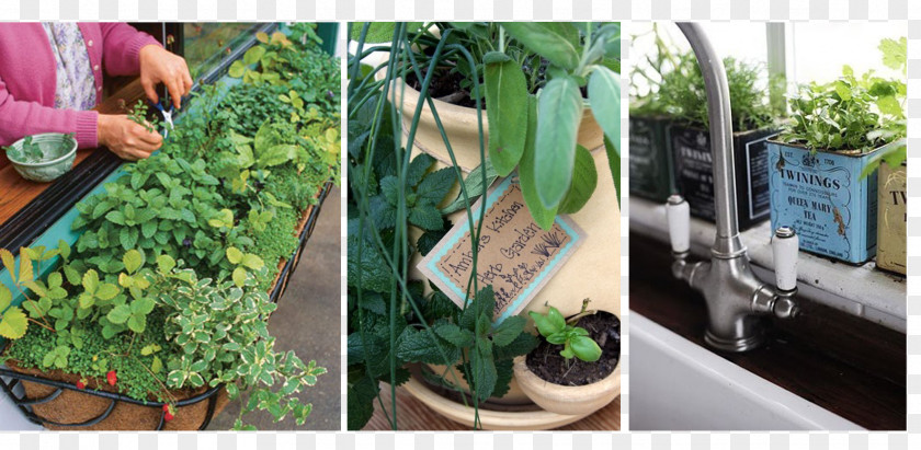 Window Box Market Garden Grow Herbs PNG