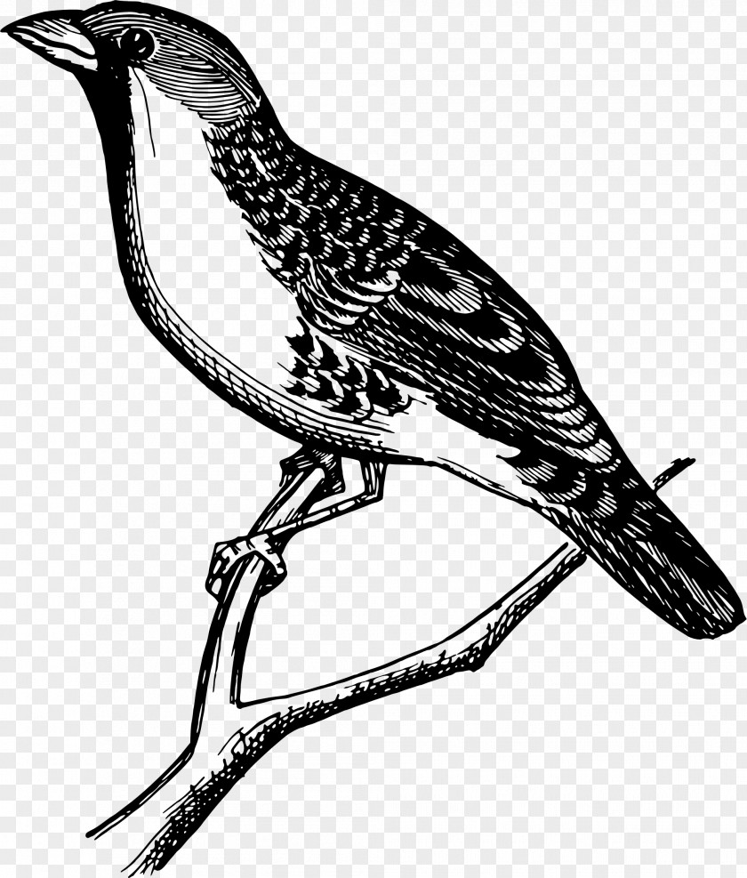 Beak Clip Art PNG