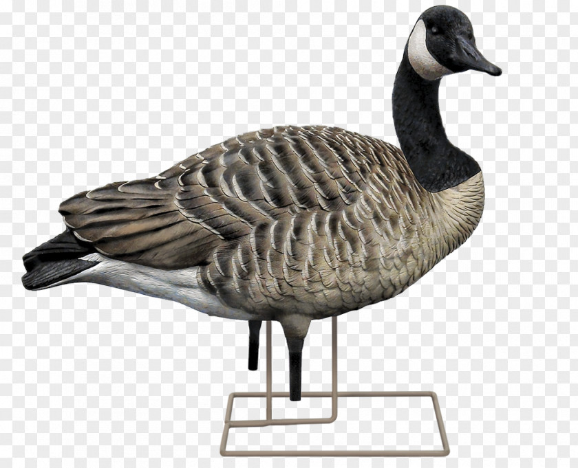 Goose Canada Mallard Decoy PNG