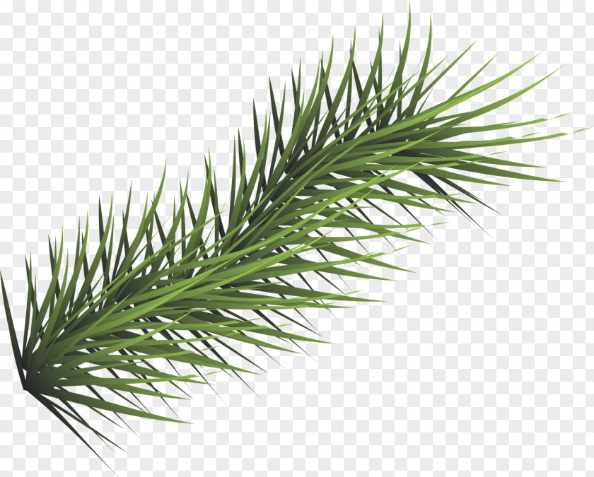 Green Concise Grass Download PNG