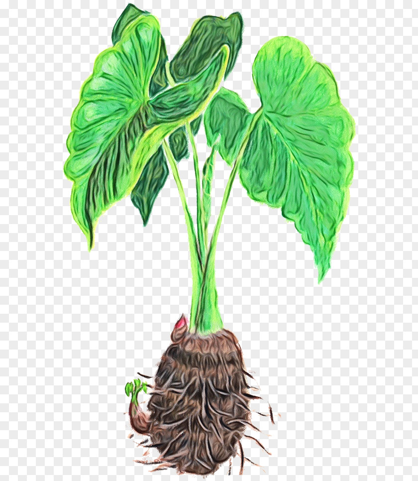 Houseplant Plant Stem Jack-in-the-pulpit Leaf Flower Flowerpot PNG