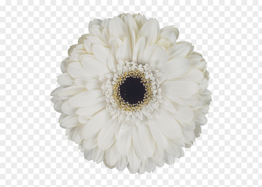 Transvaal Daisy Cut Flowers Petal PNG