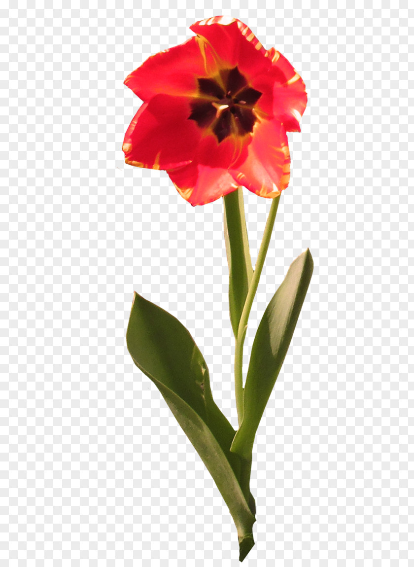 Tulip Jersey Lily Cut Flowers Belladonna Plant Stem PNG