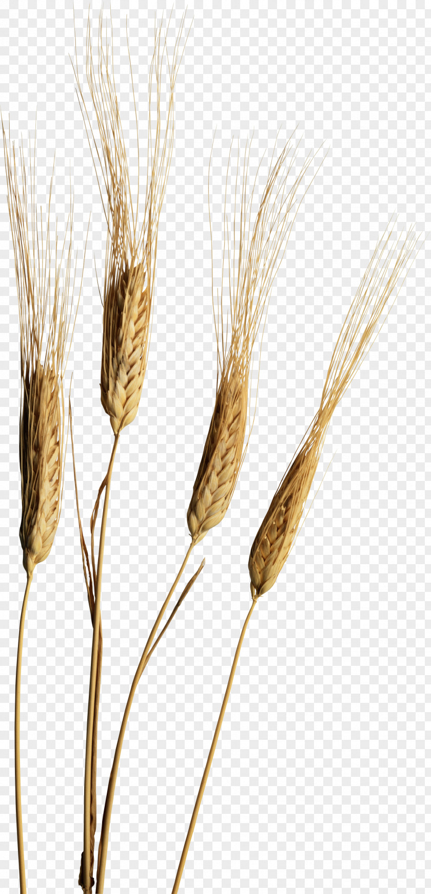 Wheat Emmer Rye PNG