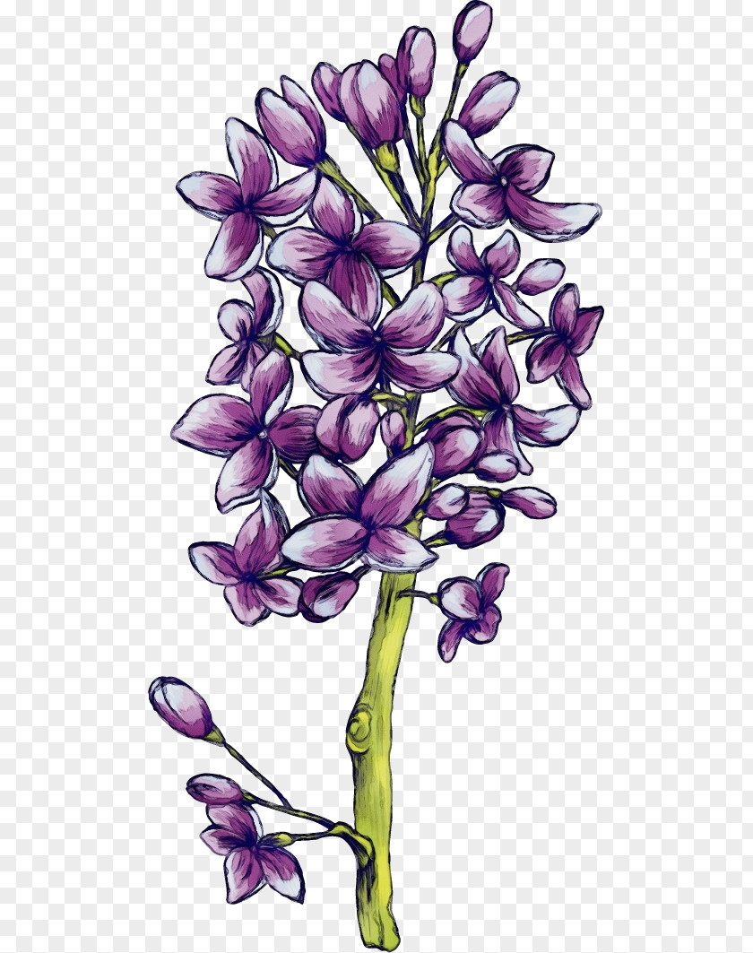 Flower Plant Lilac Purple Violet PNG