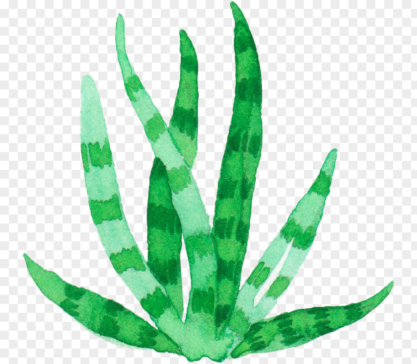 Green Fresh Aloe Vera Plant Watercolor Painting Euclidean Vector PNG