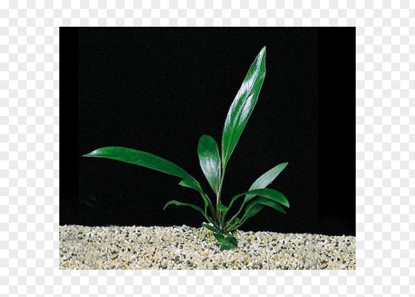 Plant Anubias Barteri Var. Nana Gigantea Aquarium Aquarienpflanze PNG