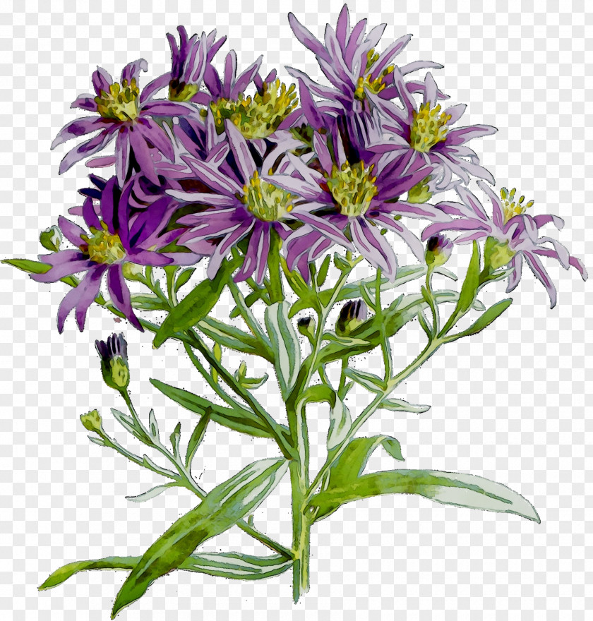 Purple Cut Flowers Annual Plant Plants PNG