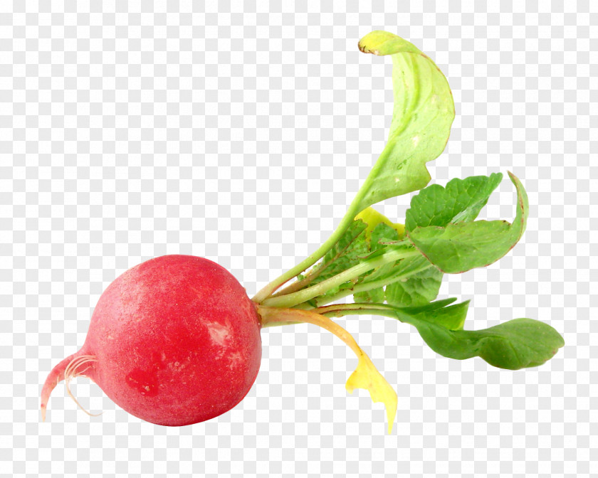 Radish Daikon Vegetable Food Beetroot PNG