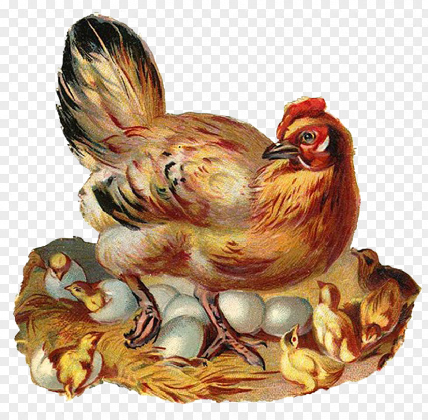 Silkie Cochin Chicken Leghorn Clip Art PNG