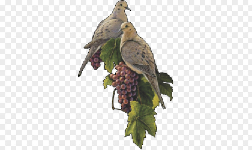 Bird Columbidae Mourning Dove Grape Eurasian Collared PNG