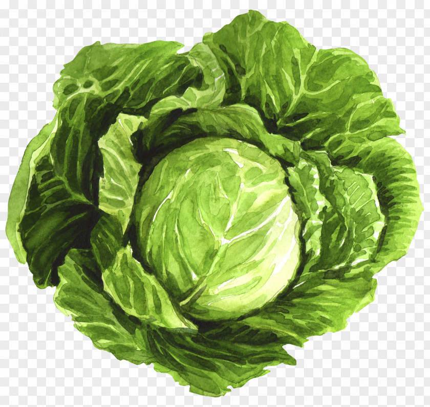 Cabbage Roll Cartoon Romaine Lettuce Food Goat Broth Collard PNG