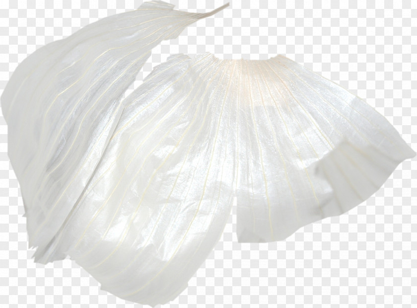 Garlic Skin White Download PNG