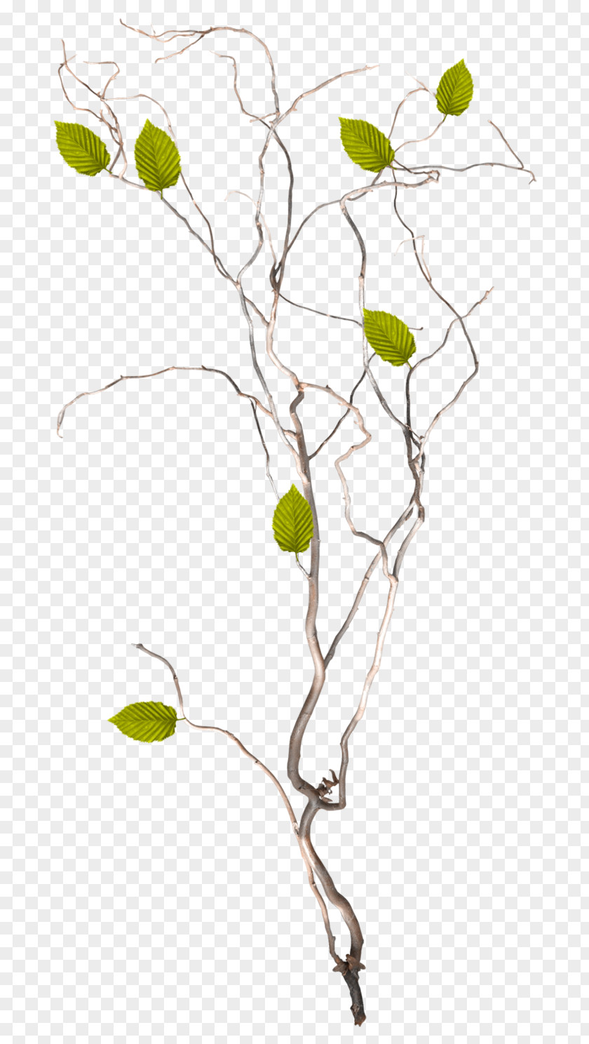 Twig /m/02csf Drawing Plant Stem Leaf PNG
