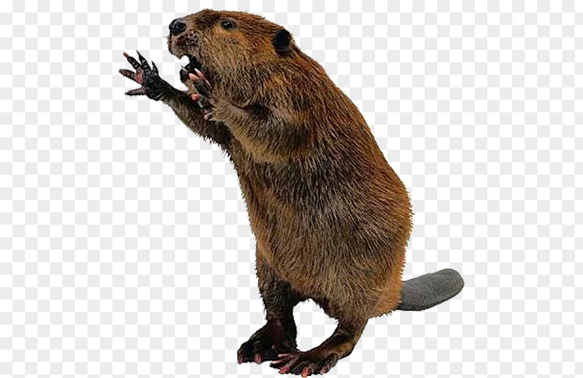 Yell Beaver North American Attack Dam Daggett Rodent PNG