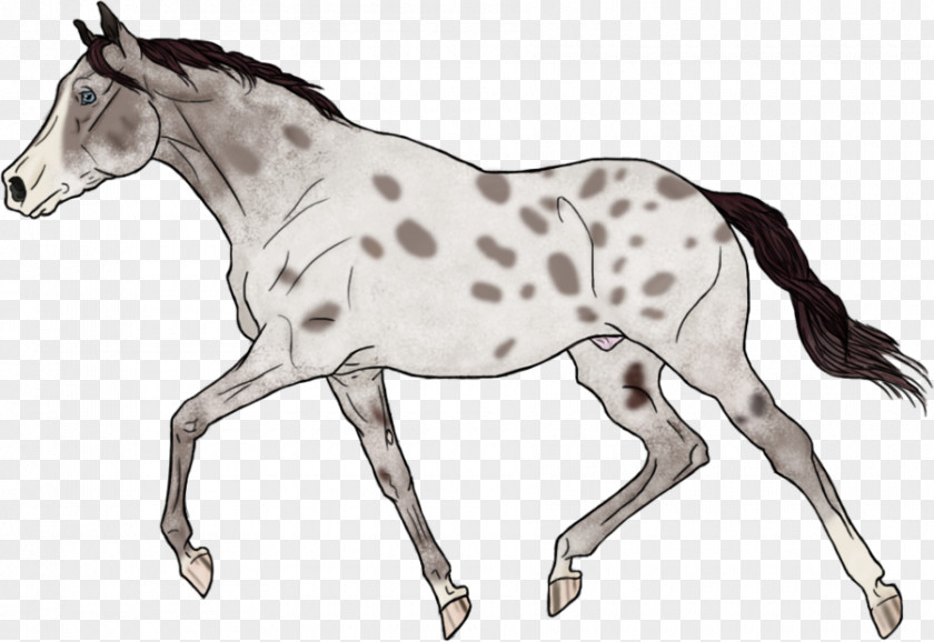 Mustang Foal Stallion Colt Mare PNG