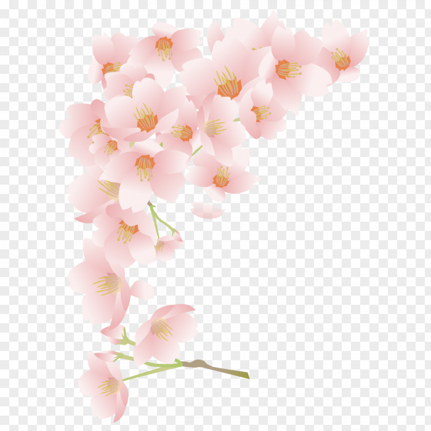 Pink Cherry Blossoms National Blossom Festival PNG
