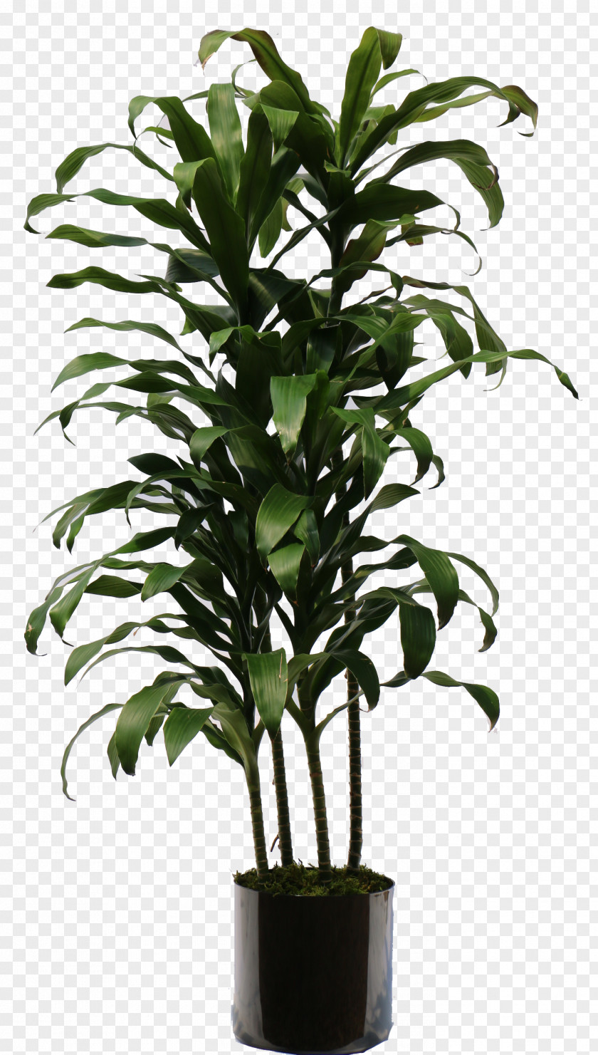 Plants Dracaena Fragrans Houseplant NASA Clean Air Study Interior Design Services PNG