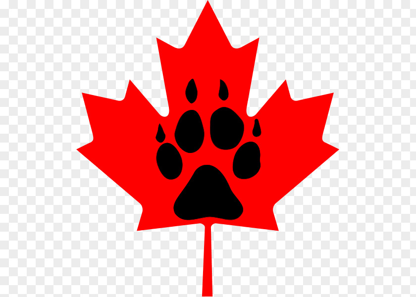 Raccoon Flag Of Canada Maple Leaf Clip Art PNG