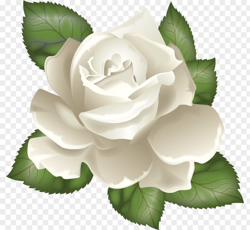 Rose Clip Art Vector Graphics Transparency Image PNG