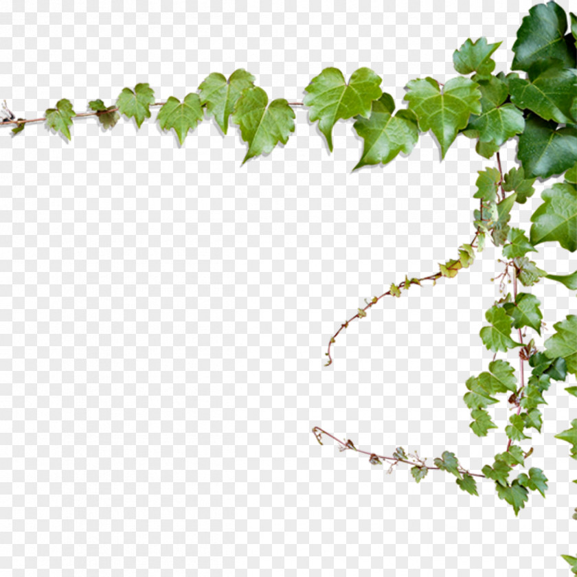 Teng Tree Twig Download Computer File PNG