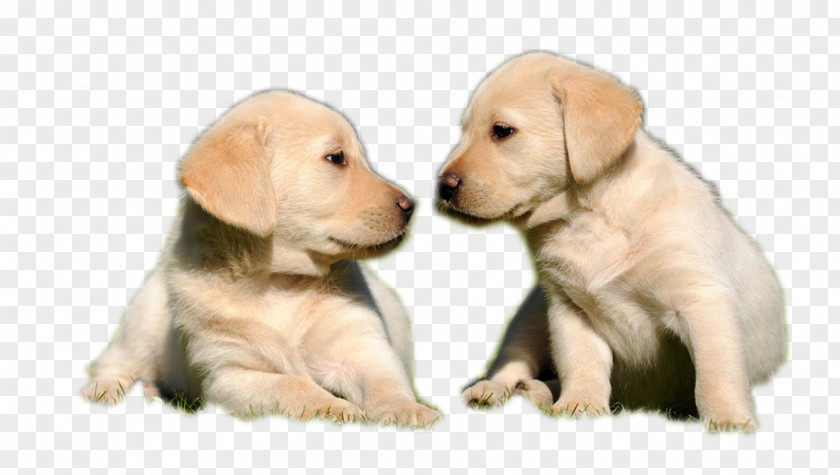Two Little Brown Dog Labrador Retriever Golden Puppy Pet Hunting PNG