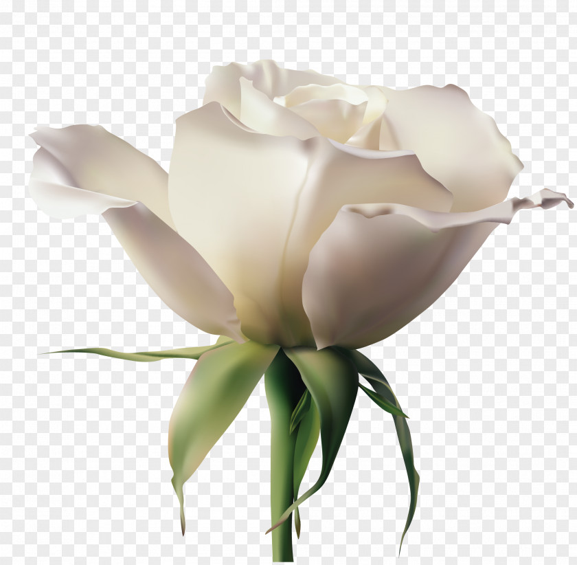 Vector Realistic White Rose Garden Roses Rosa Xd7 Alba Euclidean Flower PNG