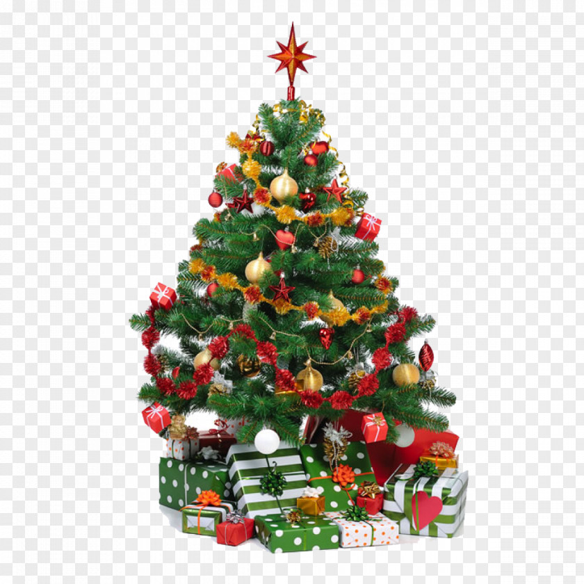 Christmas Tree Tradition Gift PNG