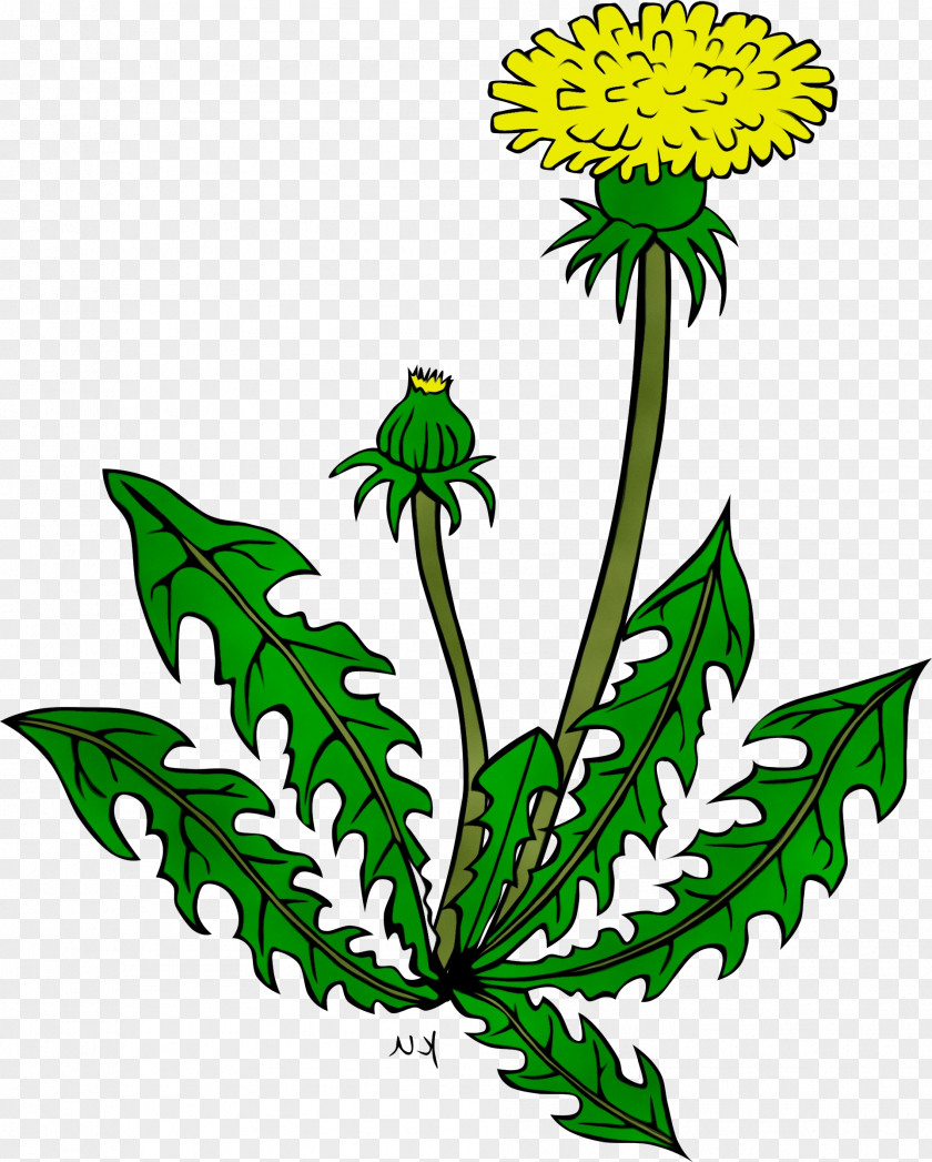 Goldenrod Dandelion Flower Plant Leaf Herbaceous PNG