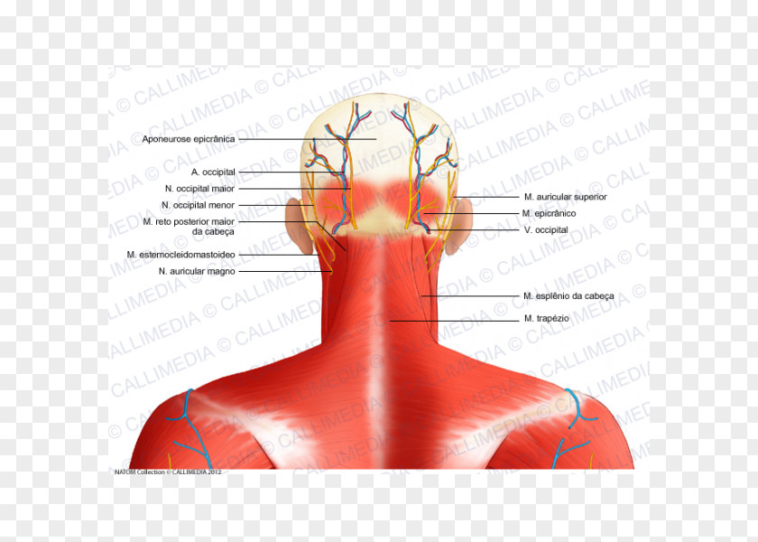 Posterior Auricular Vein Head And Neck Anatomy Nerve Muscle Occipital Bone PNG