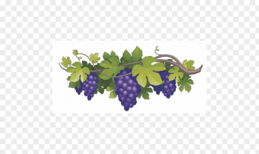 Wine Clubs Common Grape Vine PNG