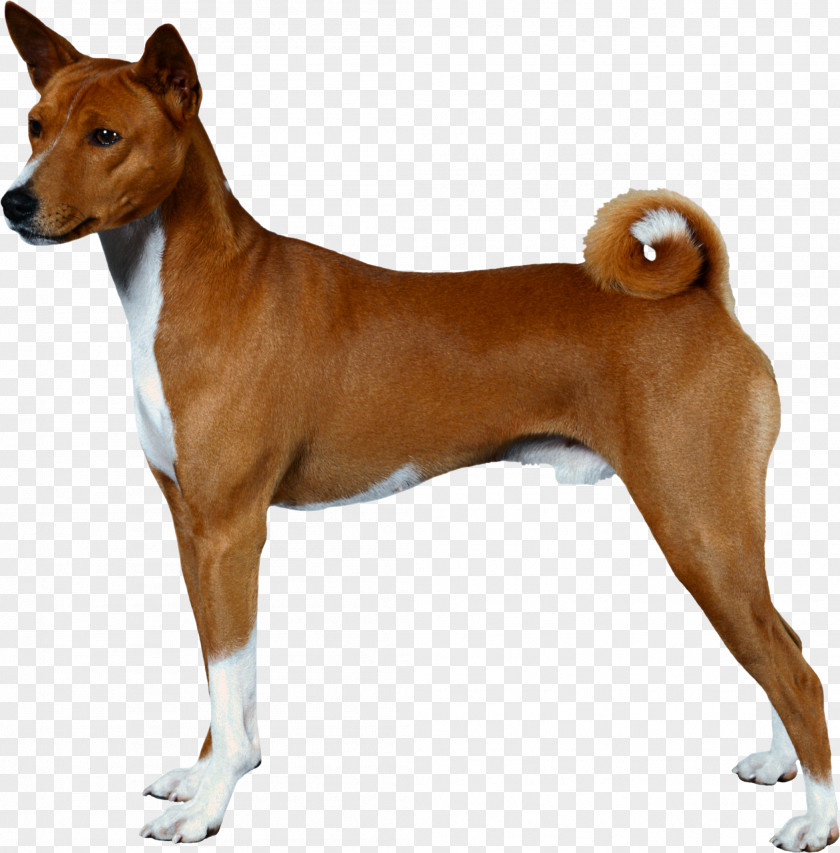 3d Dog American Pit Bull Terrier Staffordshire PNG