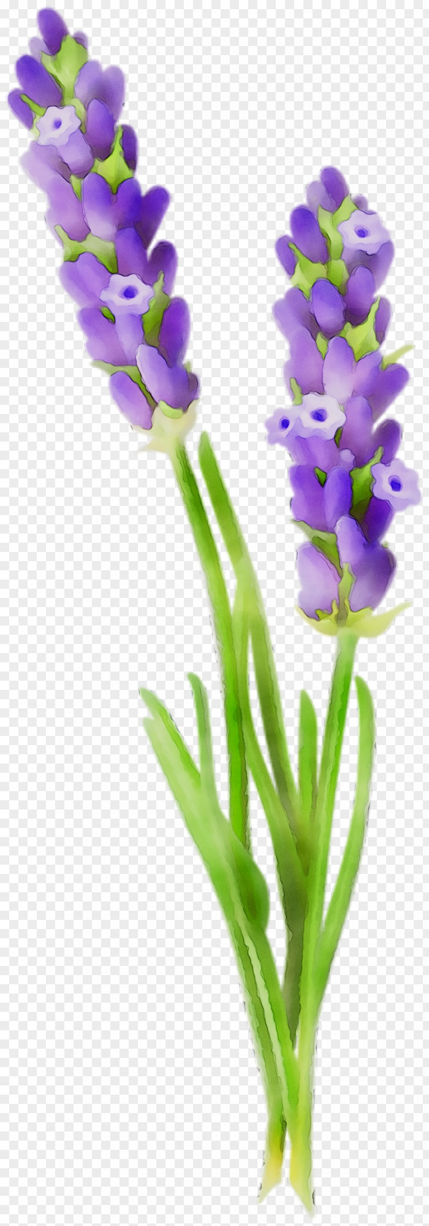 English Lavender Cut Flowers Plant Stem Hyacinth PNG