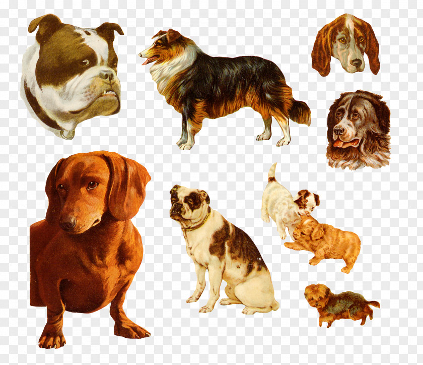 All Types Of Dogs Dachshund Bulldog Puppy PNG