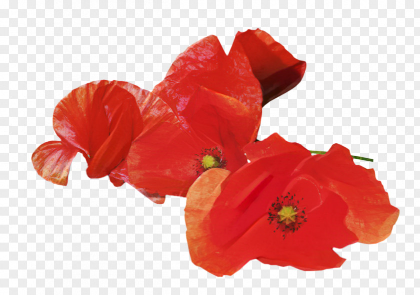 Anzac Day Armistice Remembrance Poppy Australian And New Zealand Army Corps PNG