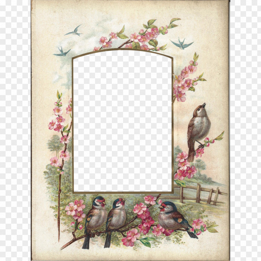 BIRDS Frame Picture Frames Photo Albums Carte De Visite PNG