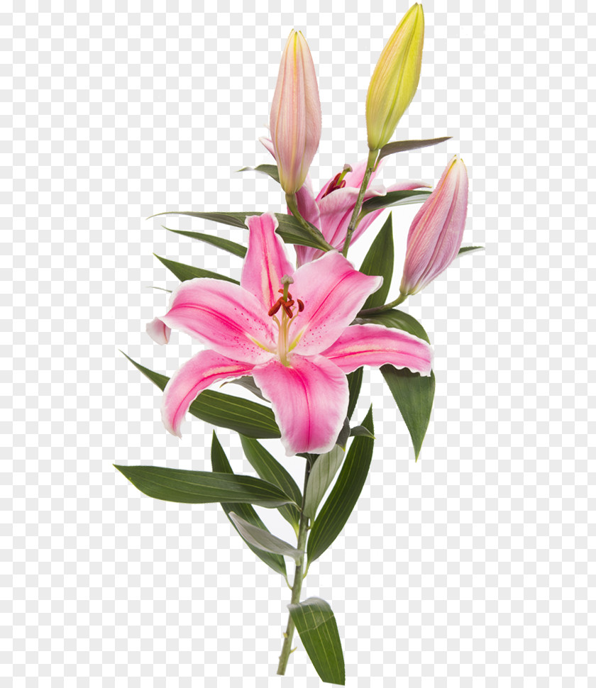 Flower Easter Lily Lilium 'Stargazer' Clip Art PNG