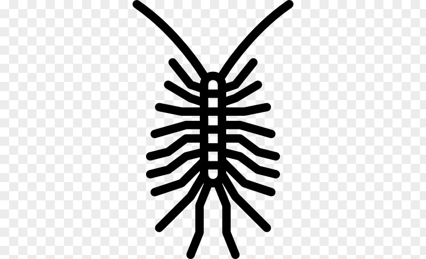 Insect Centipedes Entomology Animal Butterfly PNG
