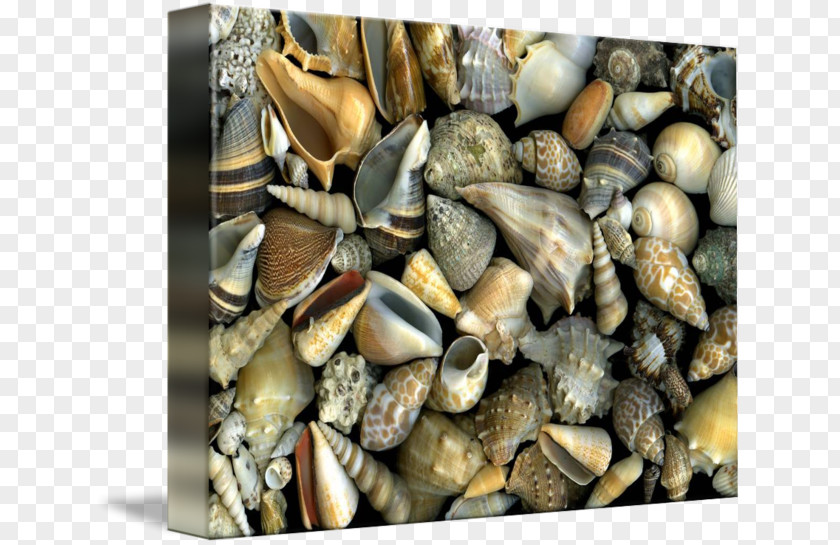 Seashell Cockle Mussel Gallery Wrap Slanec Canvas PNG