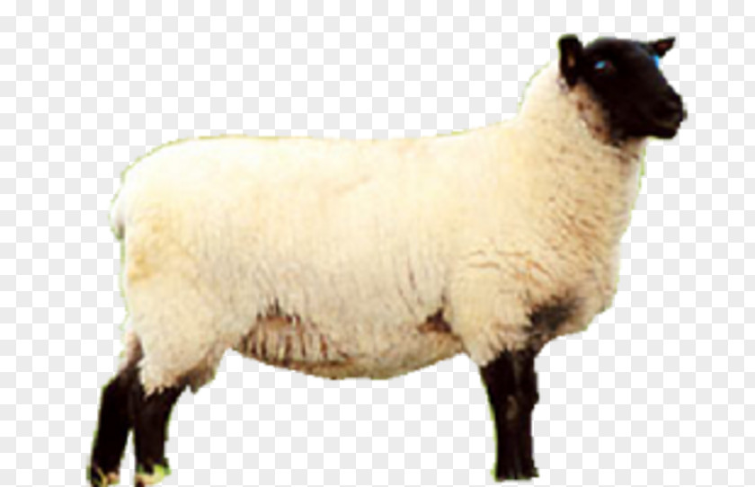 Sheep Meat Eid Al-Adha PNG