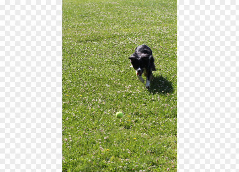Show Yourself Dog Lawn Obedience Training Pasture Grasses PNG