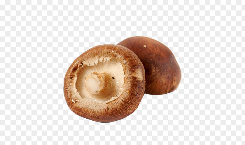 Mushroom Shiitake Hot Pot Edible Food PNG