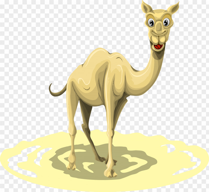 Camel Vector Dromedary Llama Illustration PNG