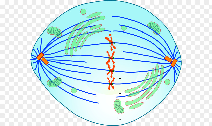 Chores Metaphase Mitosis Anaphase Meiosis Cell PNG