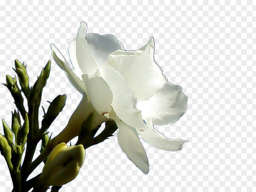 Flower Oleander Petal PNG