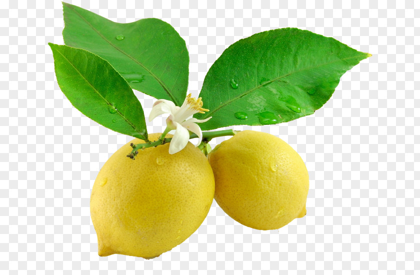 Fresh Lemon Juice Leaf Flower Tangerine PNG