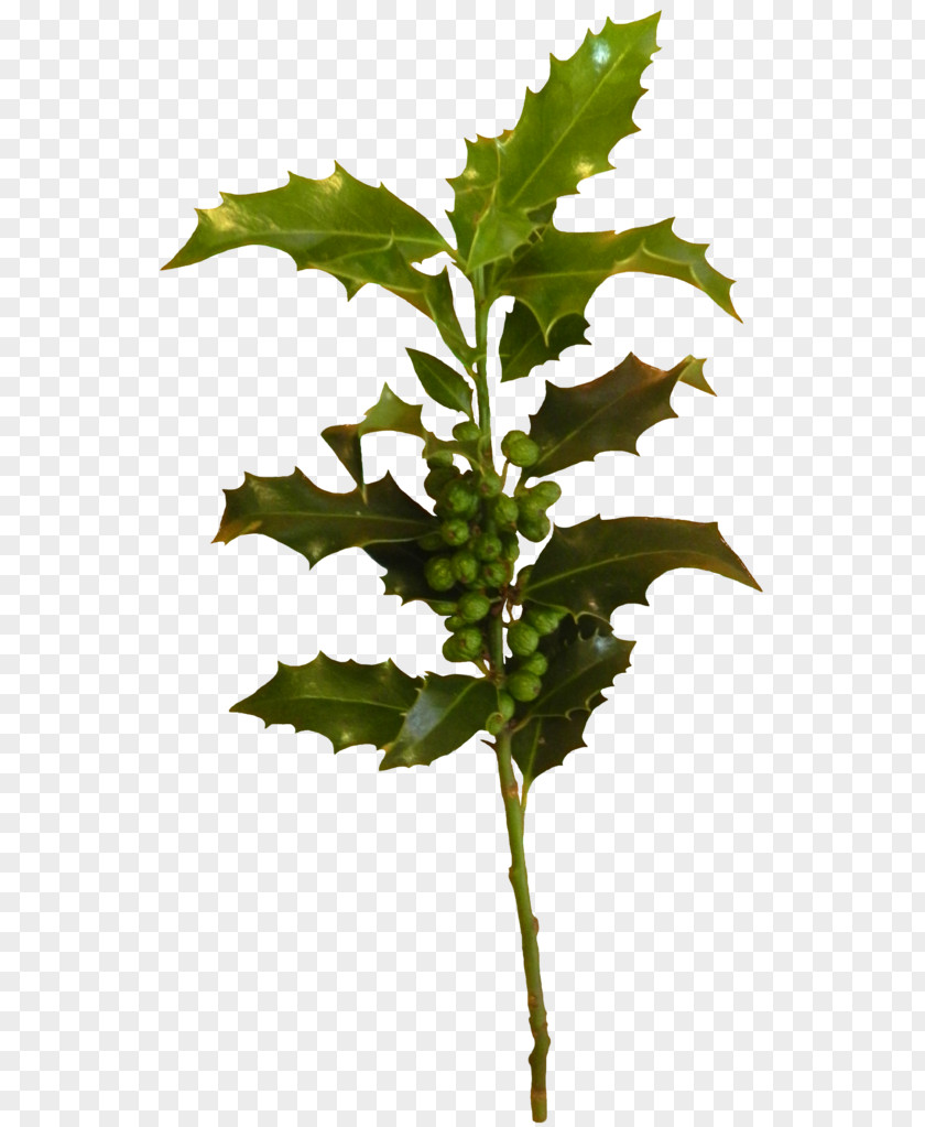 Leaf Branch Plant Stem Creativity Clip Art PNG