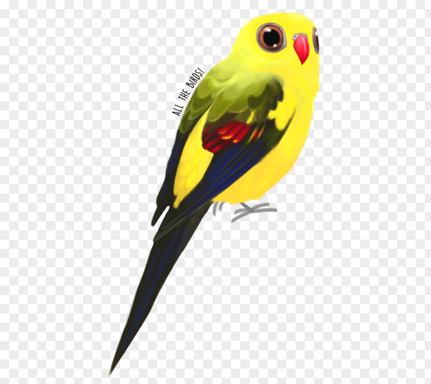 Parrot Budgerigar Regent Bird Princess PNG
