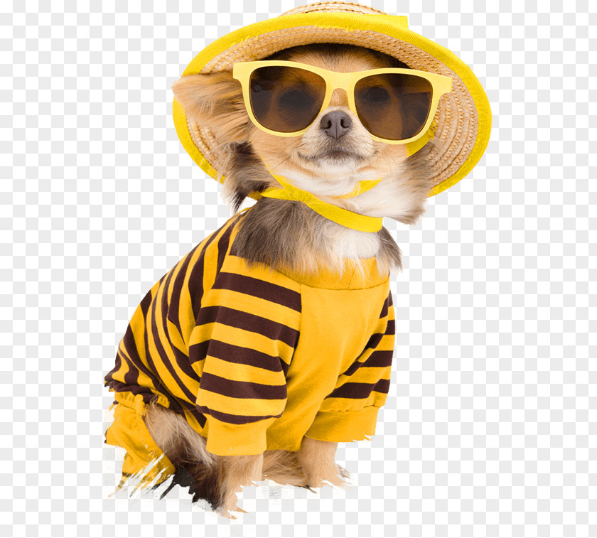 Puppy Chihuahua Clothing Pet Stock Photography PNG