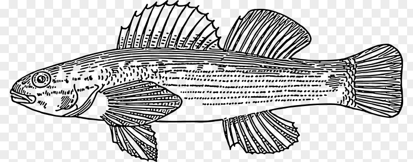 Fish Actinopterygii Clip Art PNG